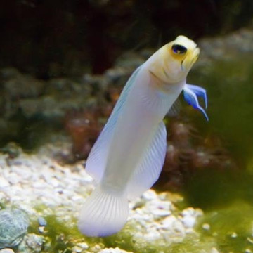 Opistognathus aurifrons : 5 à 7cm (Opistognathe à front doré) -Rarement disponible